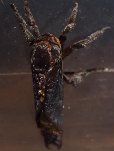 Acharia sp.